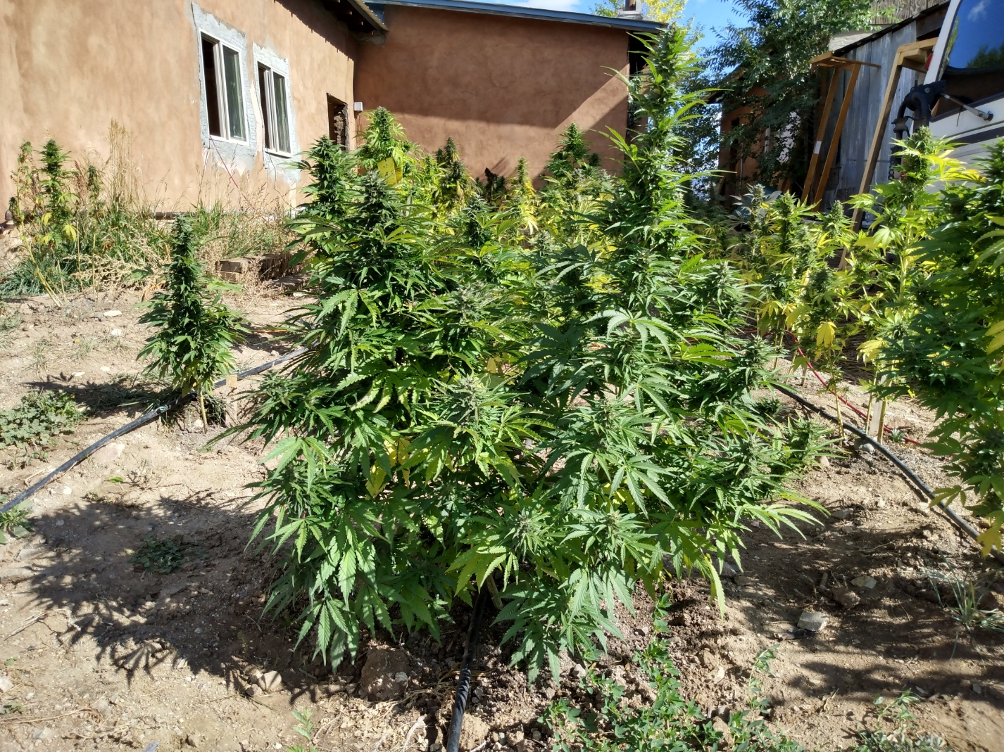 ICE NAC TaosKI Headband