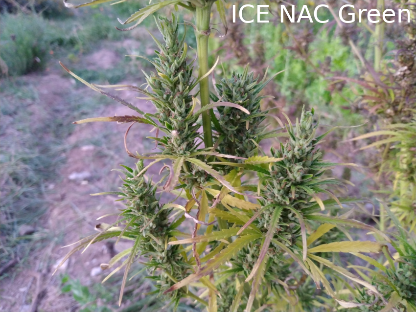 ICE NAC TaosKI Green