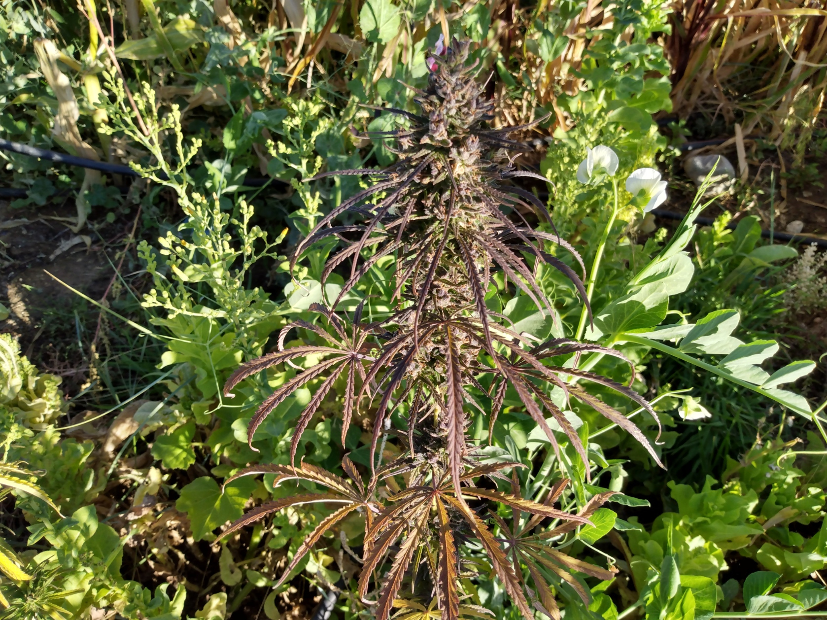 ICE NAC TaosKI Purple