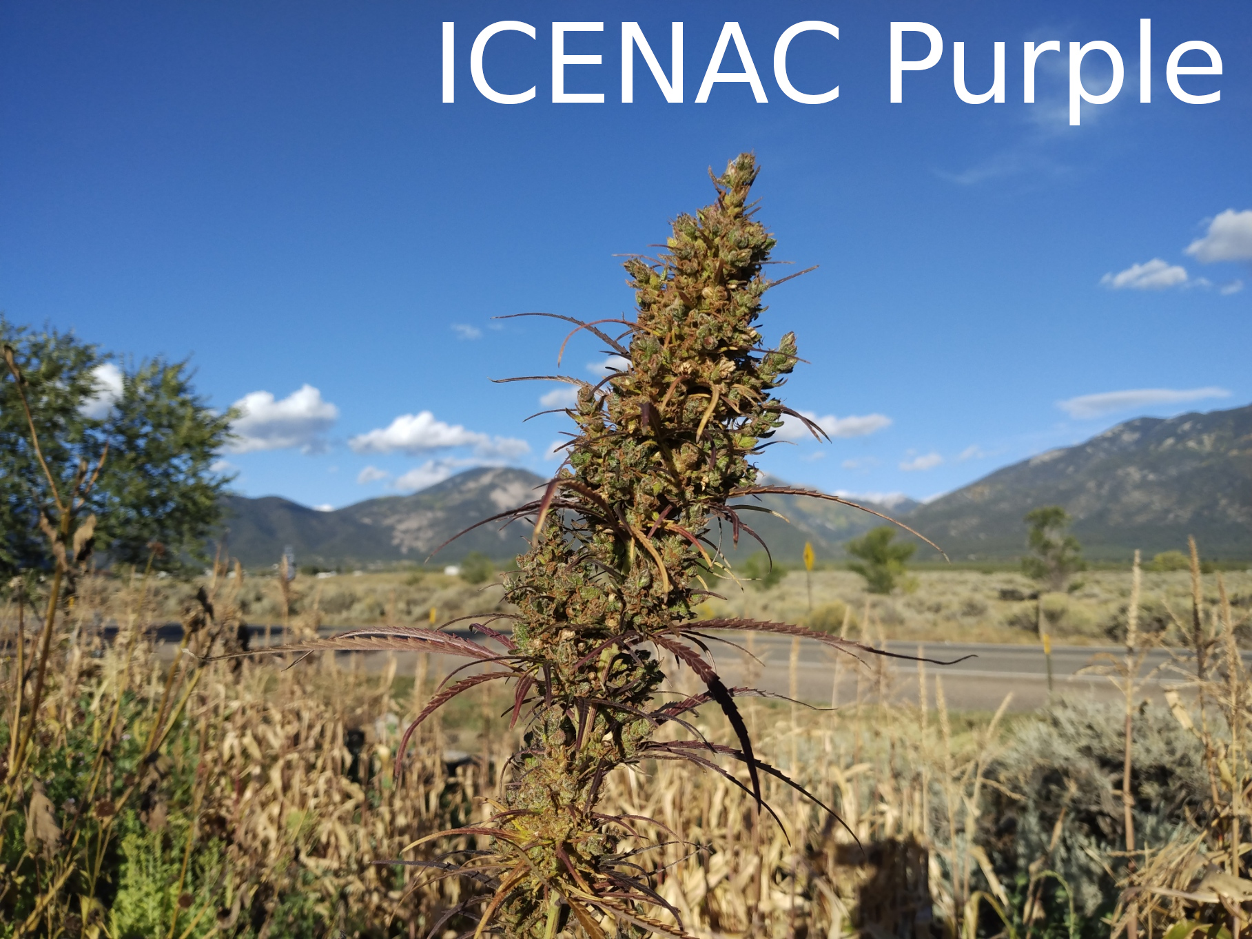 ICE NAC TaosKI Purple