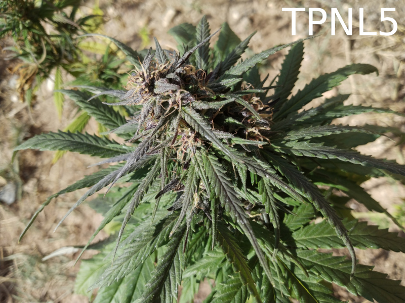 TPNL5